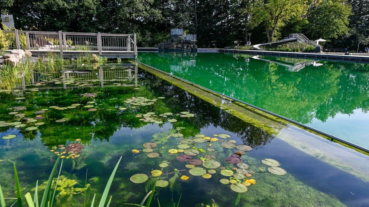 Nicht zum Baden, sondern zur Wasserreinigung soll ein Becken mit Sumpf- und Unterwasserpflanzen angelegt werden.