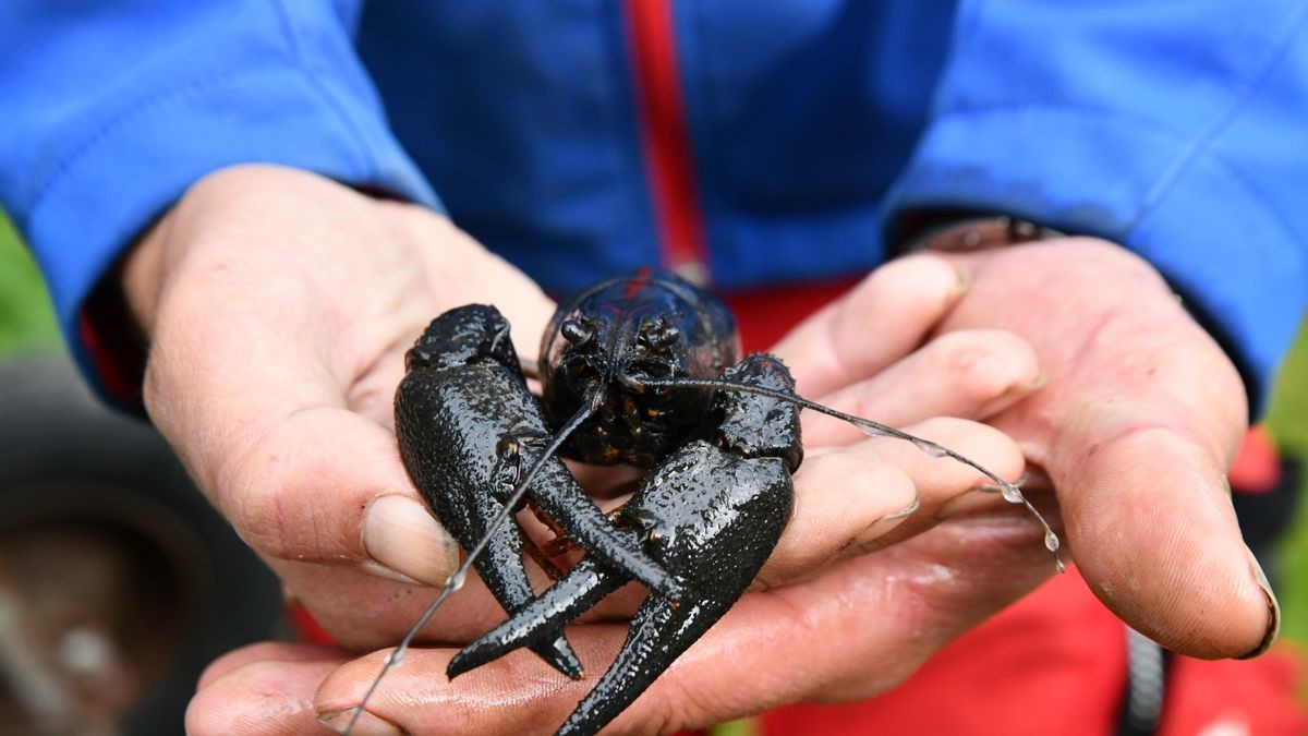 Greiz Kleine Wasserkneifer lösen TeichSanierung aus