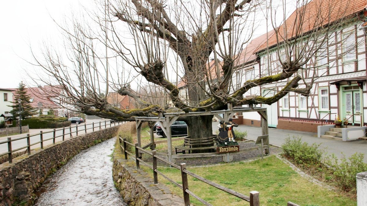 Die alte Tanzlinde in Bad Tabarz an der Laucha steht unter Naturschutz.