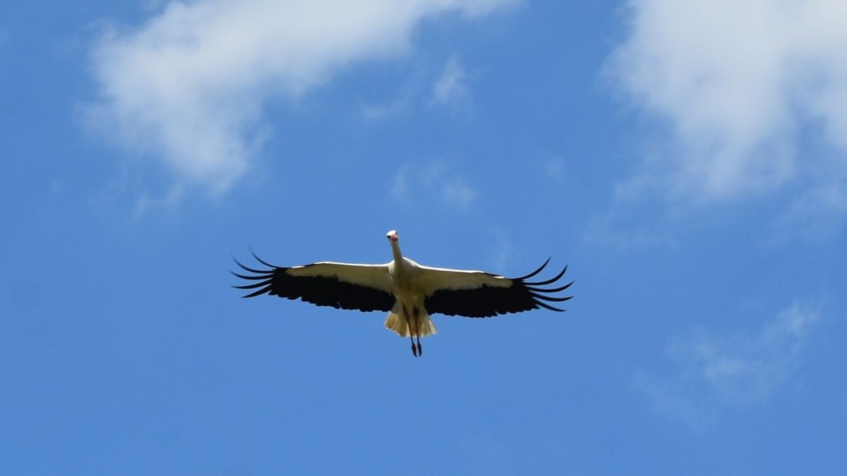 Ein Storch, der in Bufleben gebrütet hat, fliegt über den Ort.