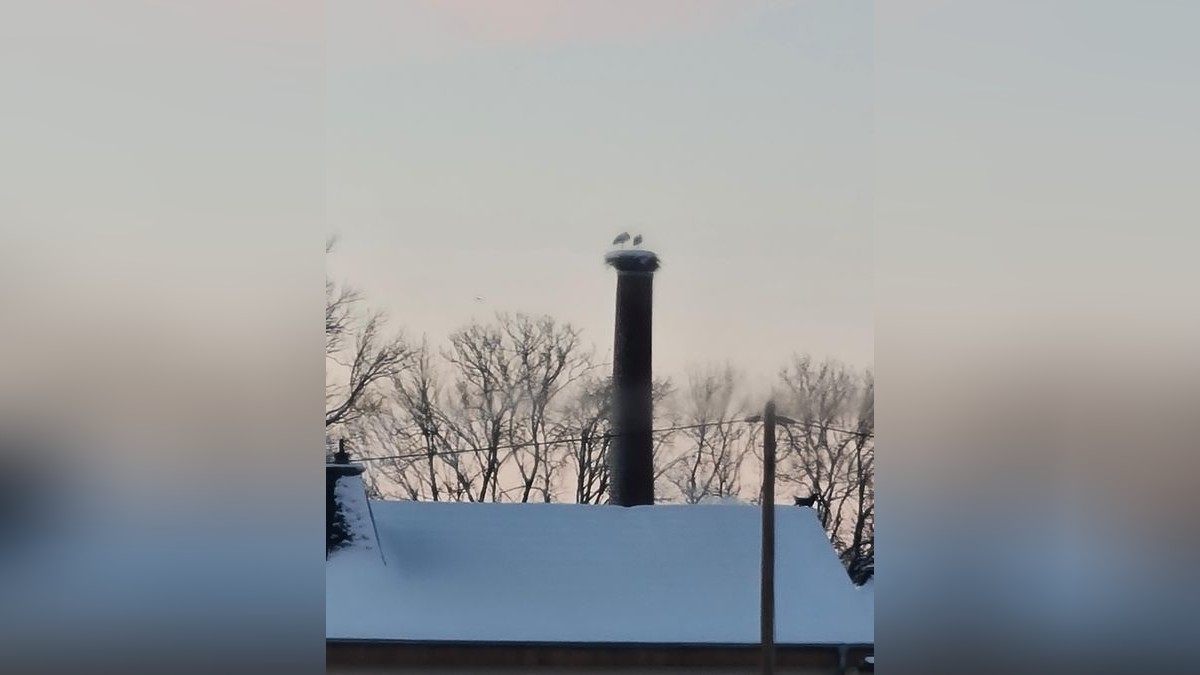 Selbst bei Schnee und Minustemperaturen blieben die Störche in diesem Winter in Bufleben, hier sitzen sie im Februar auf dem Schornstein der ehemaligen Saline.