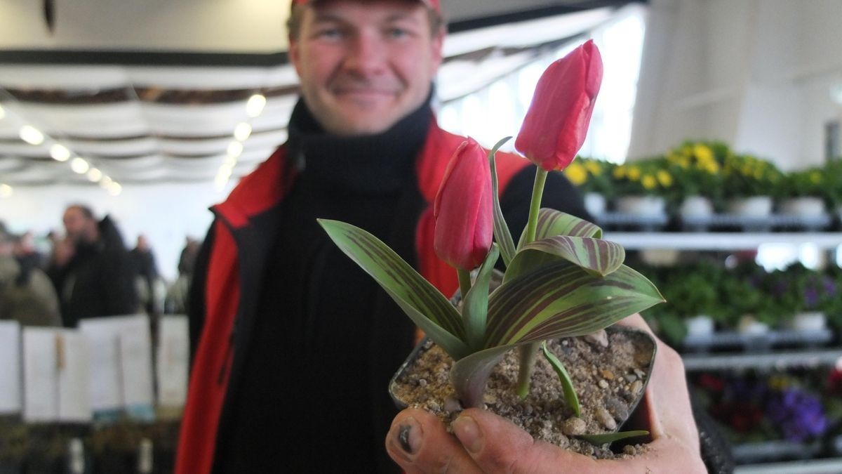 Farbtupfer im Staudengarten sind auch diese Wildtulpen. Pascal Klenart züchtet sie in seiner Staudengärtnerei in der Stotternheimer Straße in Erfurt.