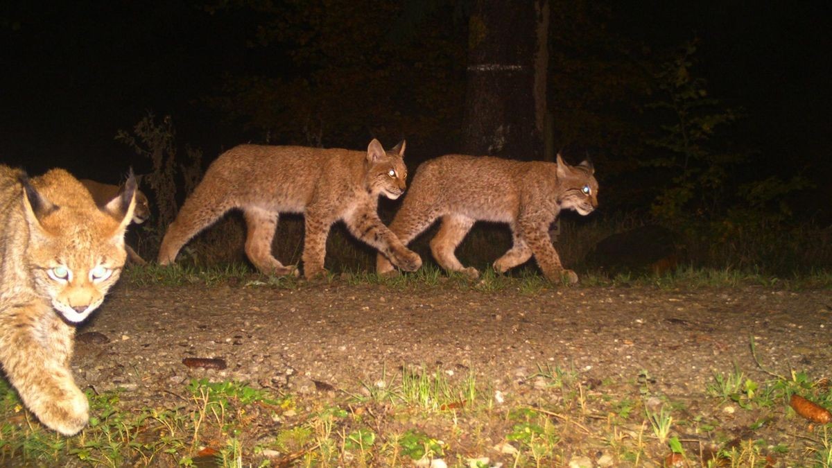 Drei Jungluchse passieren einen Fotofallenstandort im Harz.