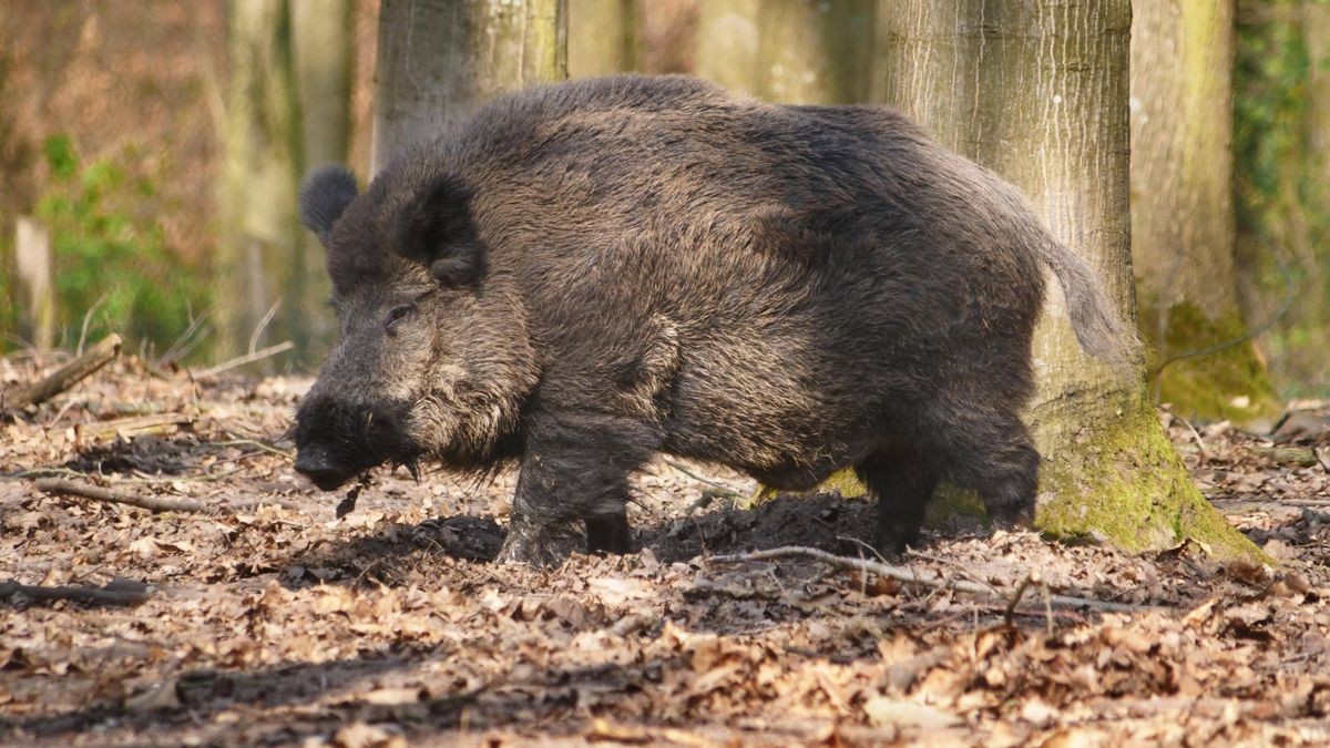 Fast 13.000 jagende Menschen in Thüringen würden dieses Wildschwein gerne aufs Korn nehmen.