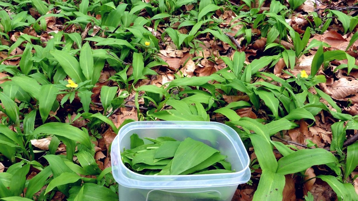 Im Frühling wächst im Wald und in manchen Gärten Bärlauch. Auch im Harz kann man die grünen Blätter pflücken - allerdings sind einige Regeln zu beachten.