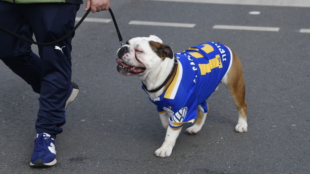 Ein tierischer FCC-Fan ist in der Stadt unterwegs.