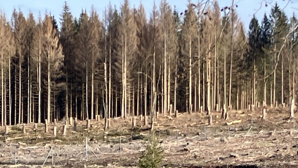 Der Borkenkäfer hat es in Thüringen (hier ein Waldgebiet bei Heubach) leicht, dank der milden Temperaturen im letzten Winter.