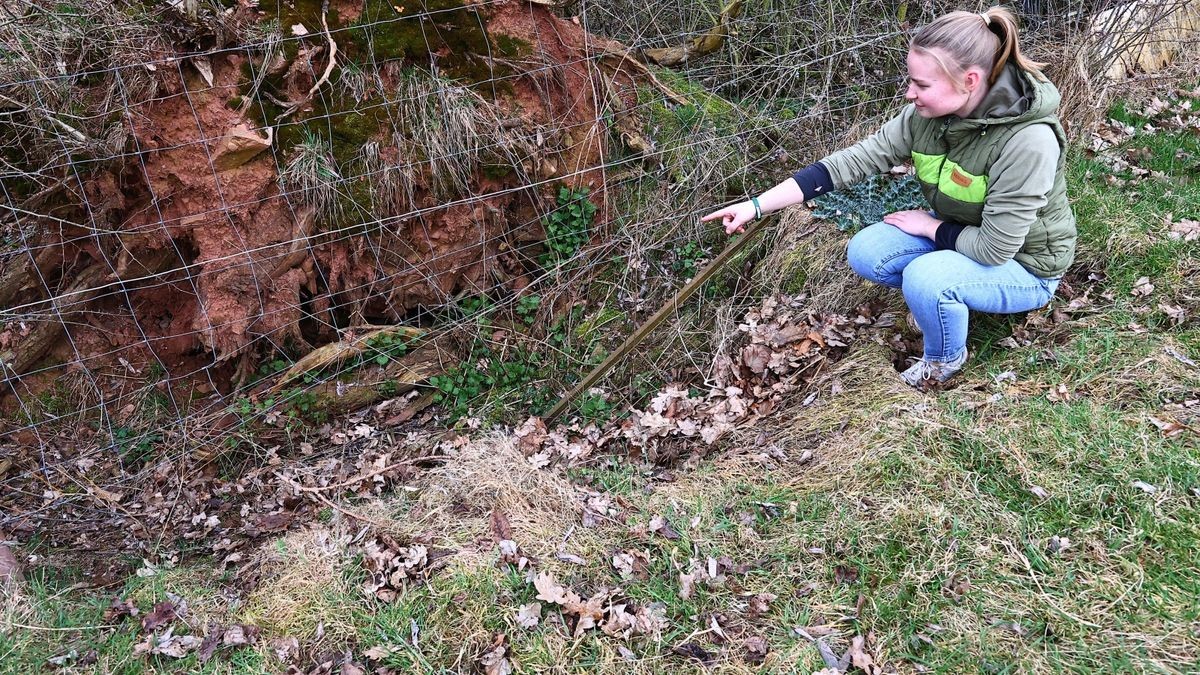 Amelie Nolte weist auf die Stelle, an der der Wolf wahrscheinlich unter dem Zaun hindurch auf die Wiese gelangt ist.