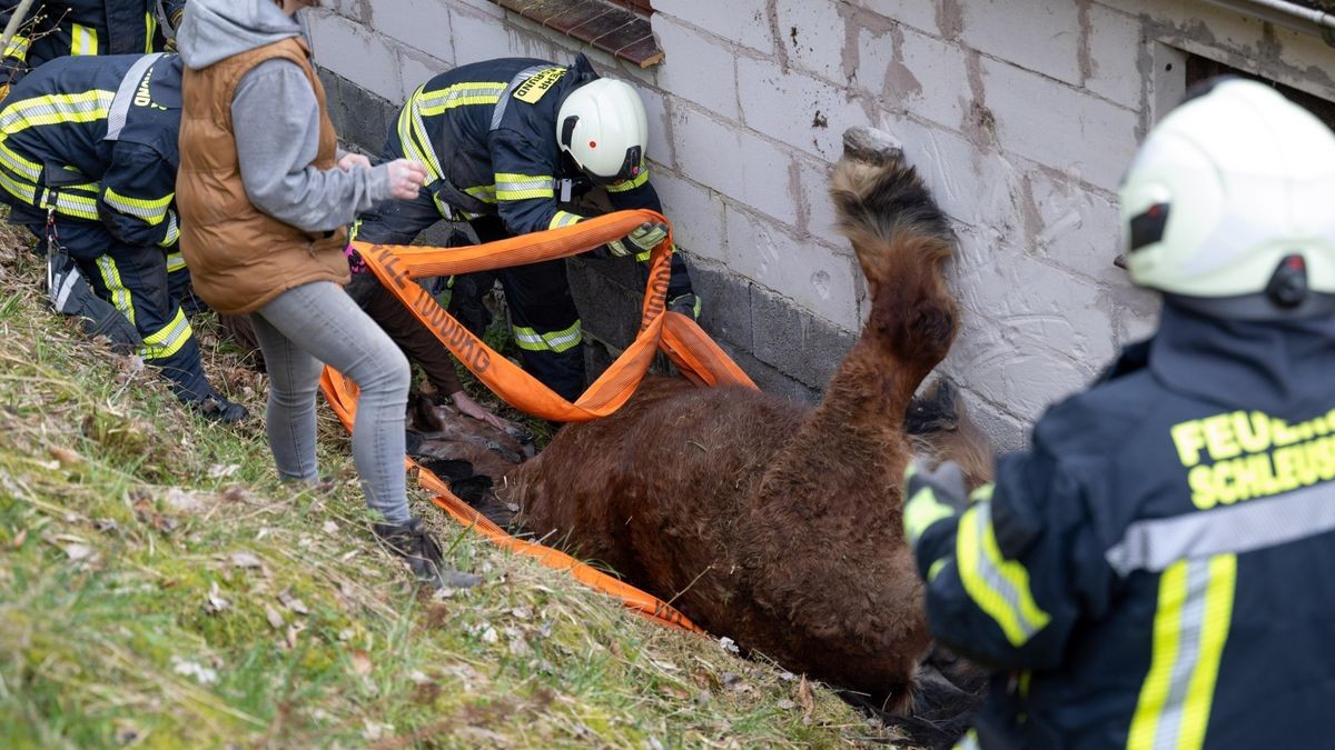 Der Besitzer alarmierte sofort die Feuerwehr, die  eine Zimmerei um Unterstützung bat. Diese kam mit einem Auflieger. Mithilfe eines speziellen Gurtes für Großtierrettungen der Feuerwehr Suhl konnte Pferd „Heide“ über die Garage gehoben werden.