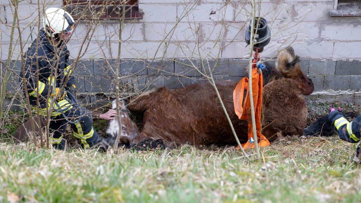 Zu einem schweren Unfall mit einem Pferd ist es am Ostermontag in Langenbach in der Gemeinde Schleusegrund (Landkreis Hildburghausen) gekommen.