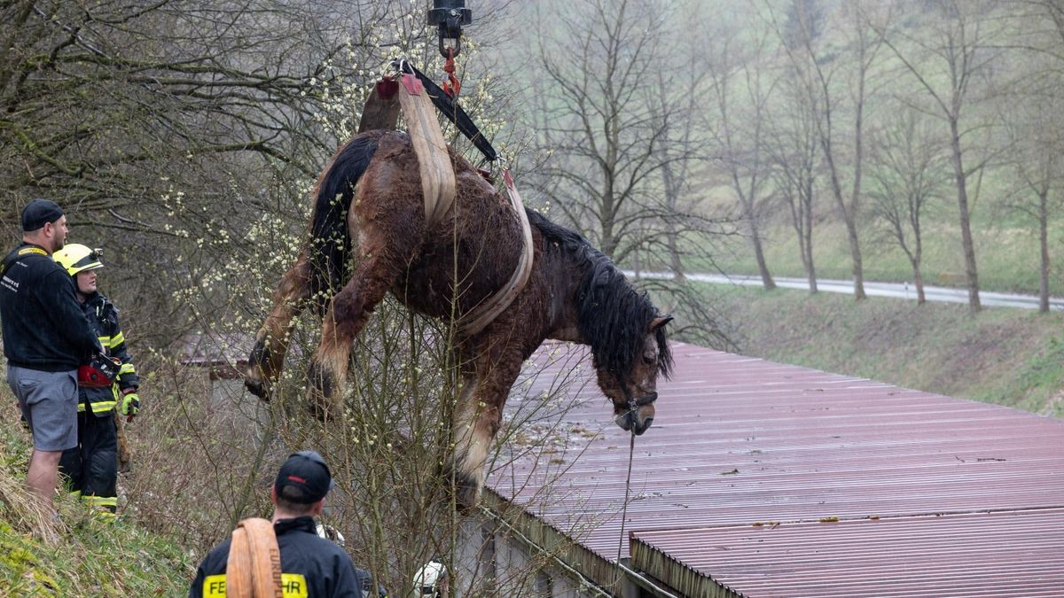 Zu einem schweren Unfall mit einem Pferd ist es am Ostermontag in Langenbach in der Gemeinde Schleusegrund (Landkreis Hildburghausen) gekommen.