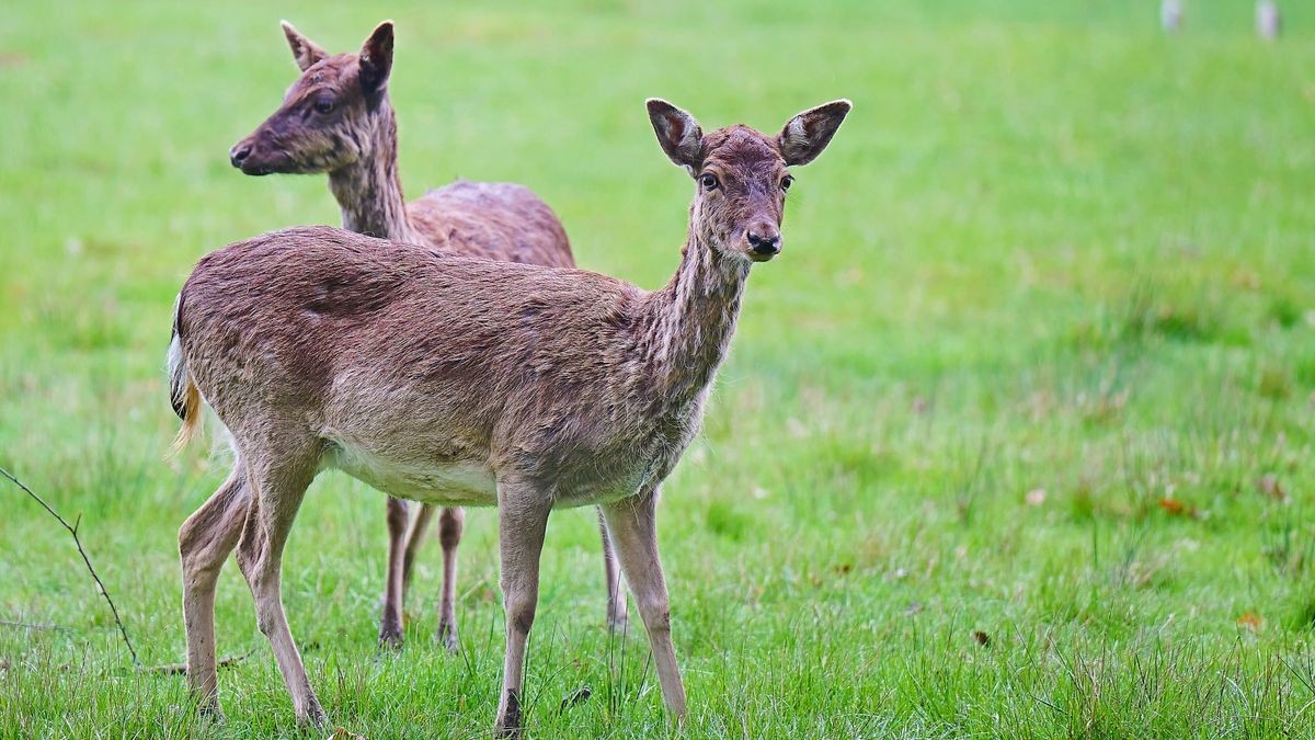 Wildtiere benötigen im Frühjahr besonderen Schutz.