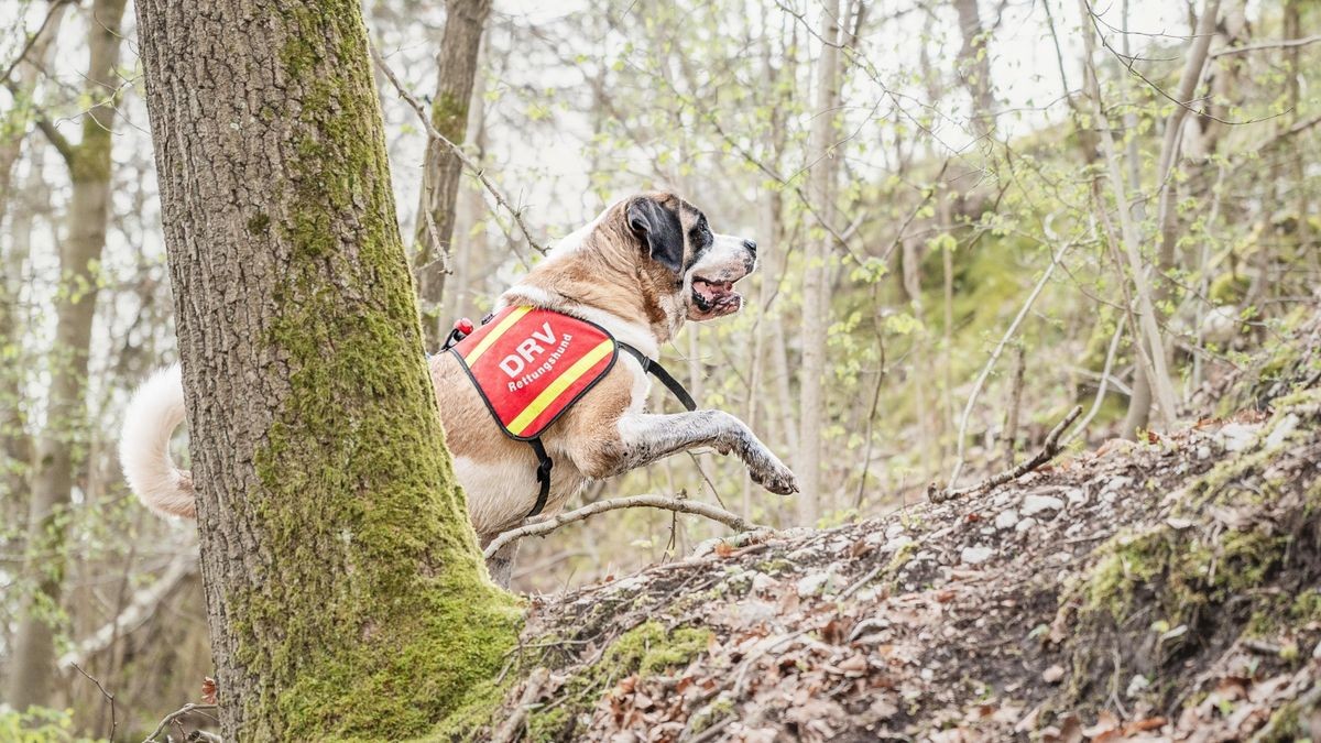 Bei den Teamdogs kommen die unterschiedlichsten Hunderassen vor. Hier ist zum Beispiel Bernhardiner Eddi bei der Suche im Gelände.