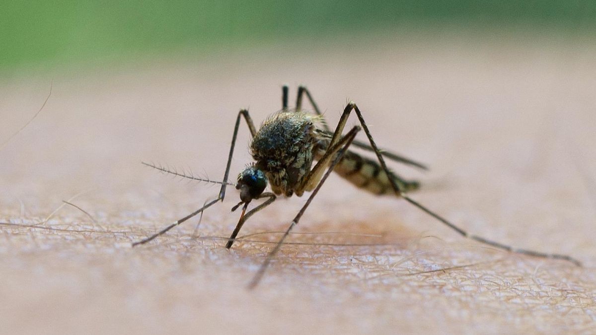 Lästig und wichtig zugleich: Die Stechmücke