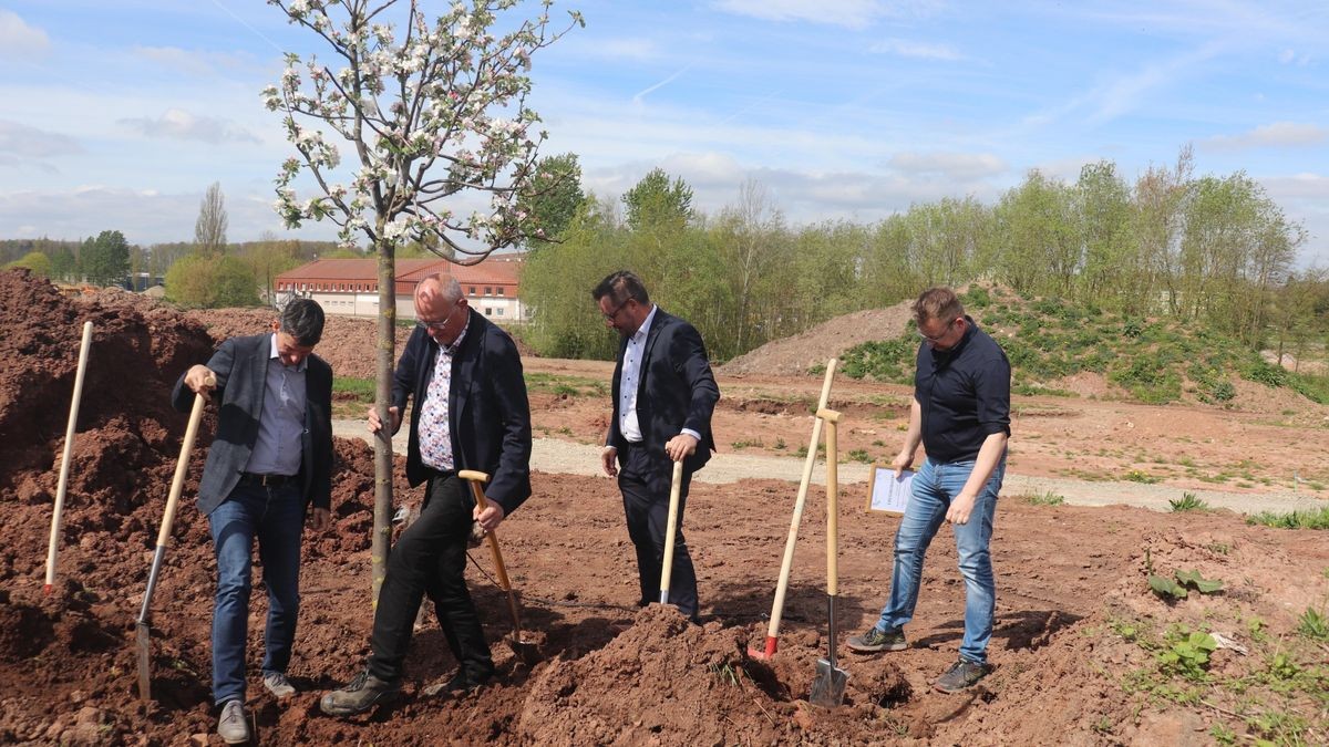 Stefan Nolte (rechts), Martin Hauck (Zweiter von links), beide Geschäftsführer der Landesgartenschau Leinefelde-Worbis gGmbH, Burkhard Vogel (links), Staatssekretär im Thüringer Umweltministerium, und Christian Zwingmann (parteilos), Bürgermeister der Stadt Leinefelde-Worbis, haben am Freitag einen Apfelbaum der Sorte „Rheinischer Bohnapfel“ auf dem Landesgartenschaugelände gepflanzt.