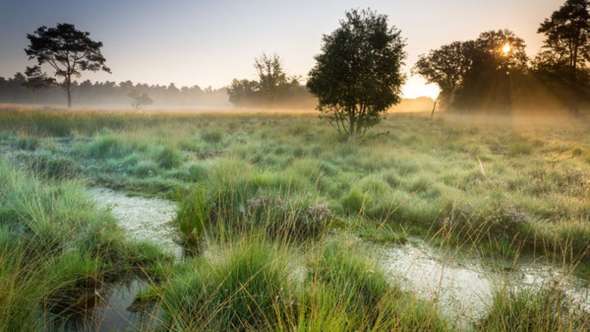 Wild-romantisches Moor – eines von vielen Gesichtern der Wanderregion Westerwolde in Südost Groningen.