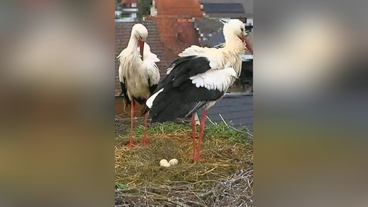 20/04/2024 - Görsbach: Drei Eier im Storchennest in Görsbach im Landkreis Nordhausen (Thüringen). (Foto: Andreas Rzehak)