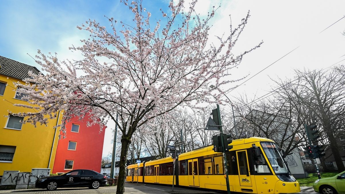 Hier an der Nikolausstraße steigt unser Autor oft in die Linie 107 ein. Dann bleibt immerhin oft genug Zeit, um sich die Kirschblüten anzuschauen.