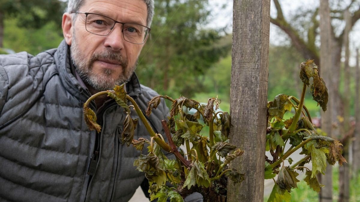 Andreas Clauß zeigt die völlig erfrorenen Blätter eines Weinstock am Thüringer Weingut in Sonnendorf.