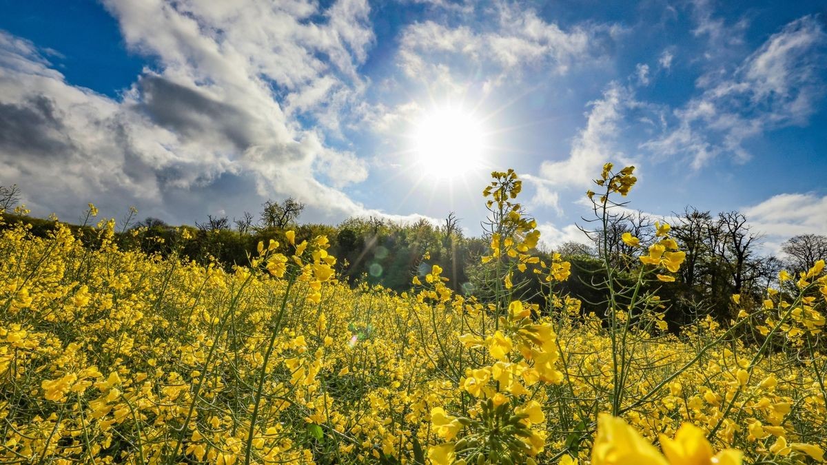 Am Wochenende kehrt laut dem Deutschen Wetterdienst der Frühling nach Thüringen zurück. (Symbolbild)