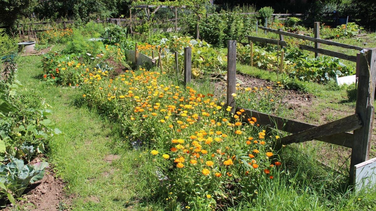 Nach dem Frost Erholen sich die Gärten im Harz wieder?
