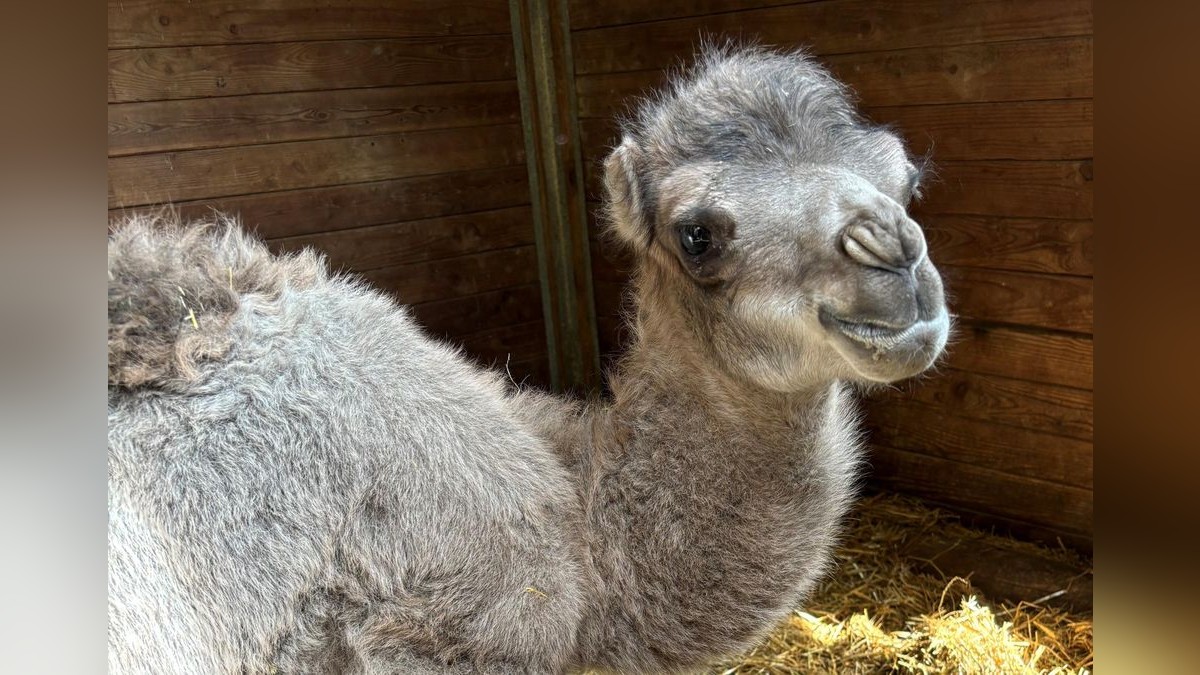 Trampeltier-Nachwuchs Batu im Thüringer Zoopark.