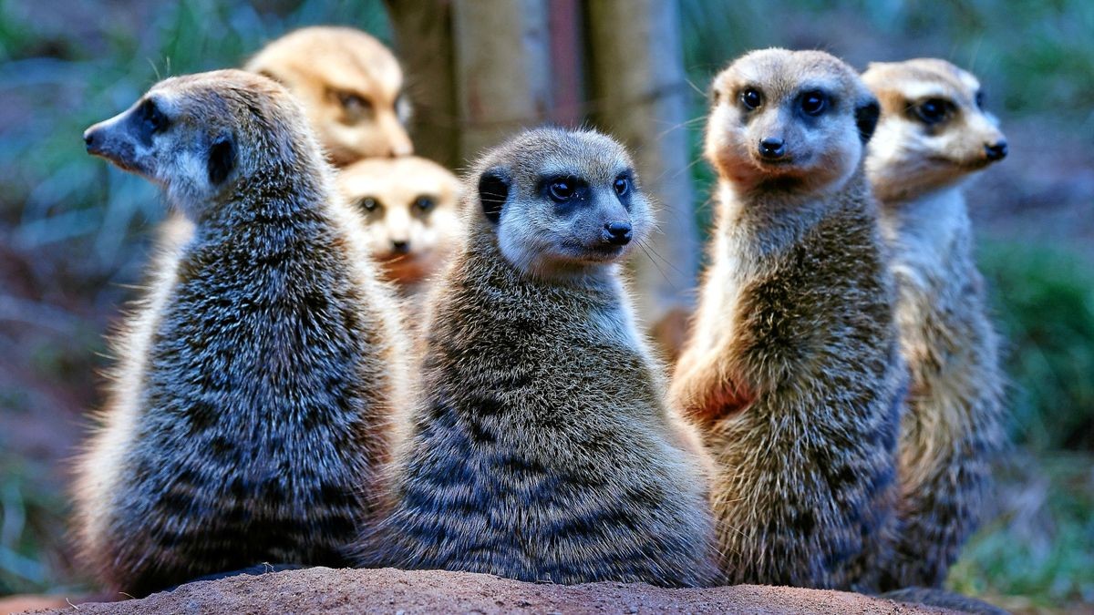 Erdmännchen halten Ausschau. Gesucht wird aktuell ein neuer Chef im Zoo - immerhin 14 Bewerbungen liegen dafür vor.