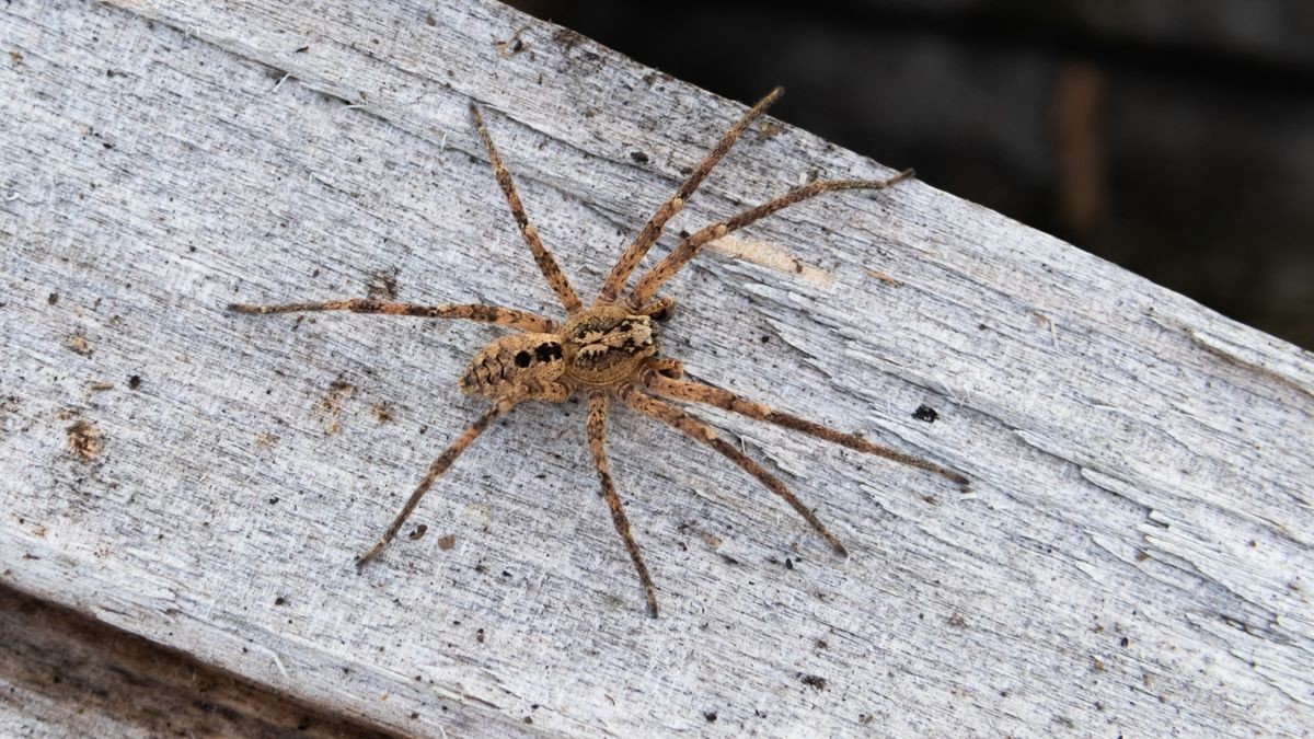 Die Nosferatu-Spinne ist inzwischen in fast ganz Deutschland verbreitet. Auch in Düsseldorf wird sie immer häufiger gesichtet. (Symbolfoto)