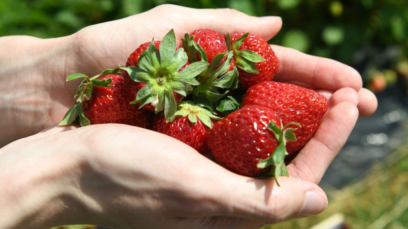 Erdbeeren selbst pflücken in Dortmund Erste Felder