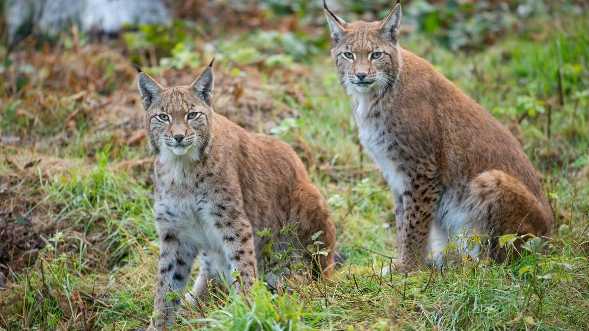 Der Luchs wurde in Westeuropa in der Vergangenheit lange stark verfolgt und galt zeitweise als ausgestorben. 