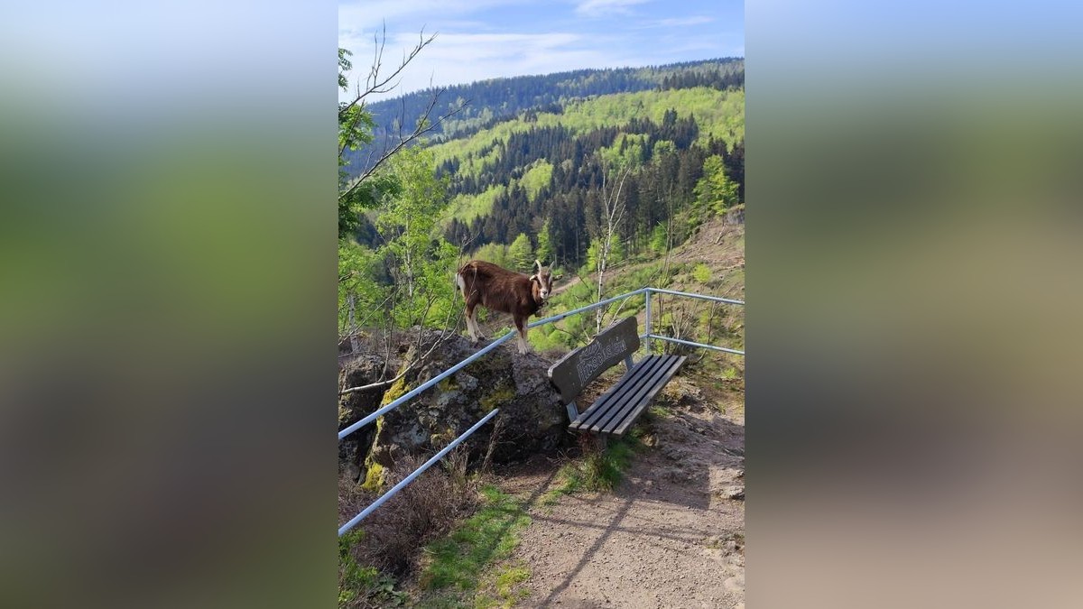 In Bad Tabarz ist seit rund zwei Jahren eine Bergziege unterwegs. Der Besitzer ist unbekannt. Die Bad Tabarzerin Christin Schmidt hat das Tier unerwartet auf dem Hirschstein bei einer Radtour gesehen und auch dieses eindrucksvolle Foto gemacht.