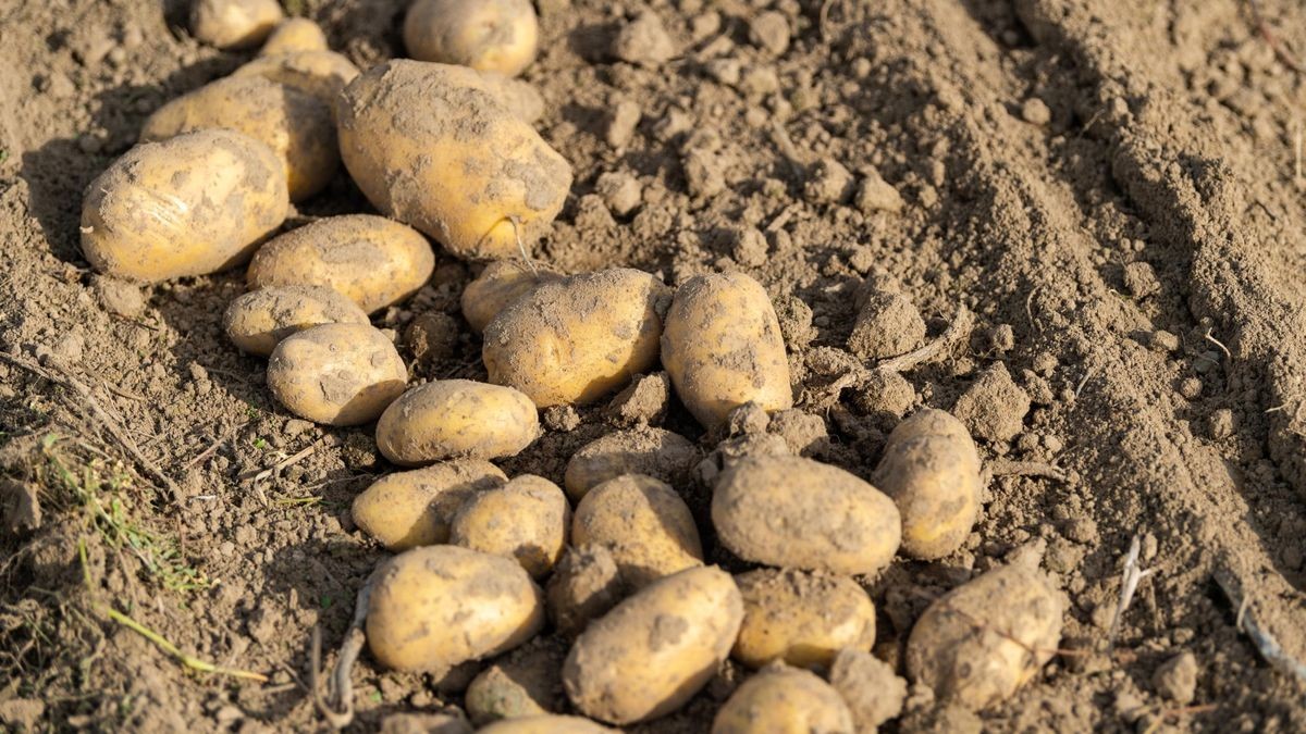 Kartoffeln liegen auf einem Feld, nachdem sie aus der Erde geholt worden sind.