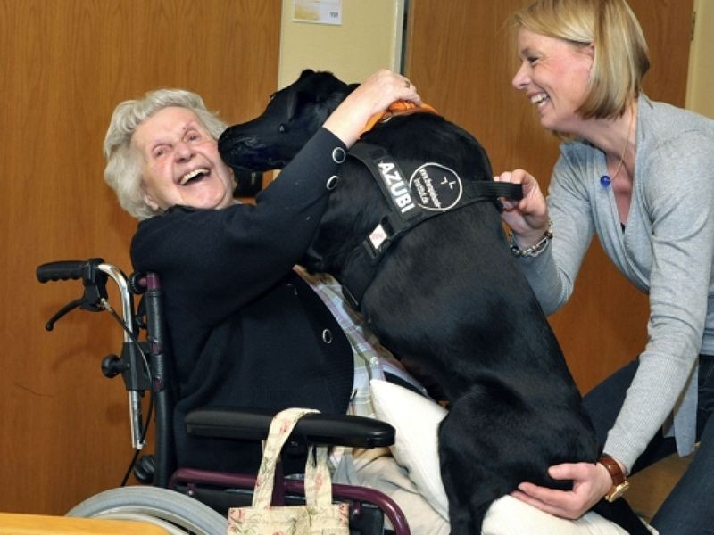 Labrador Luna ist ein stürmischer Azubi