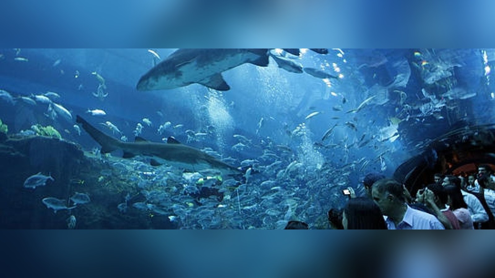 Leck im größten Aquarium der Welt