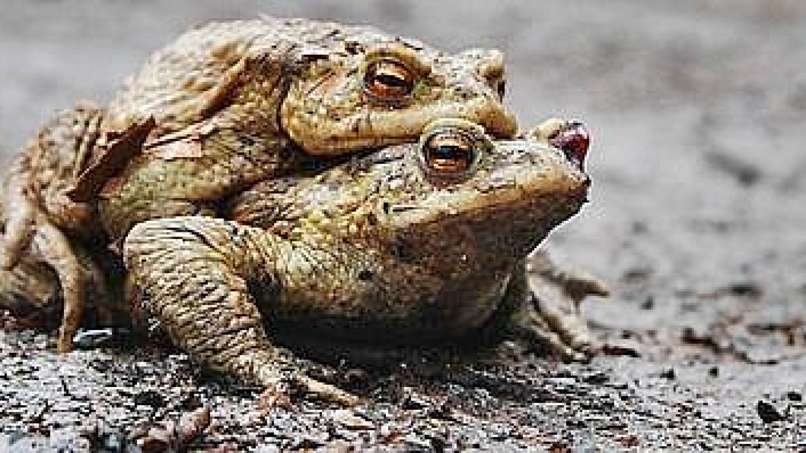 Kröten auf Wanderschaft