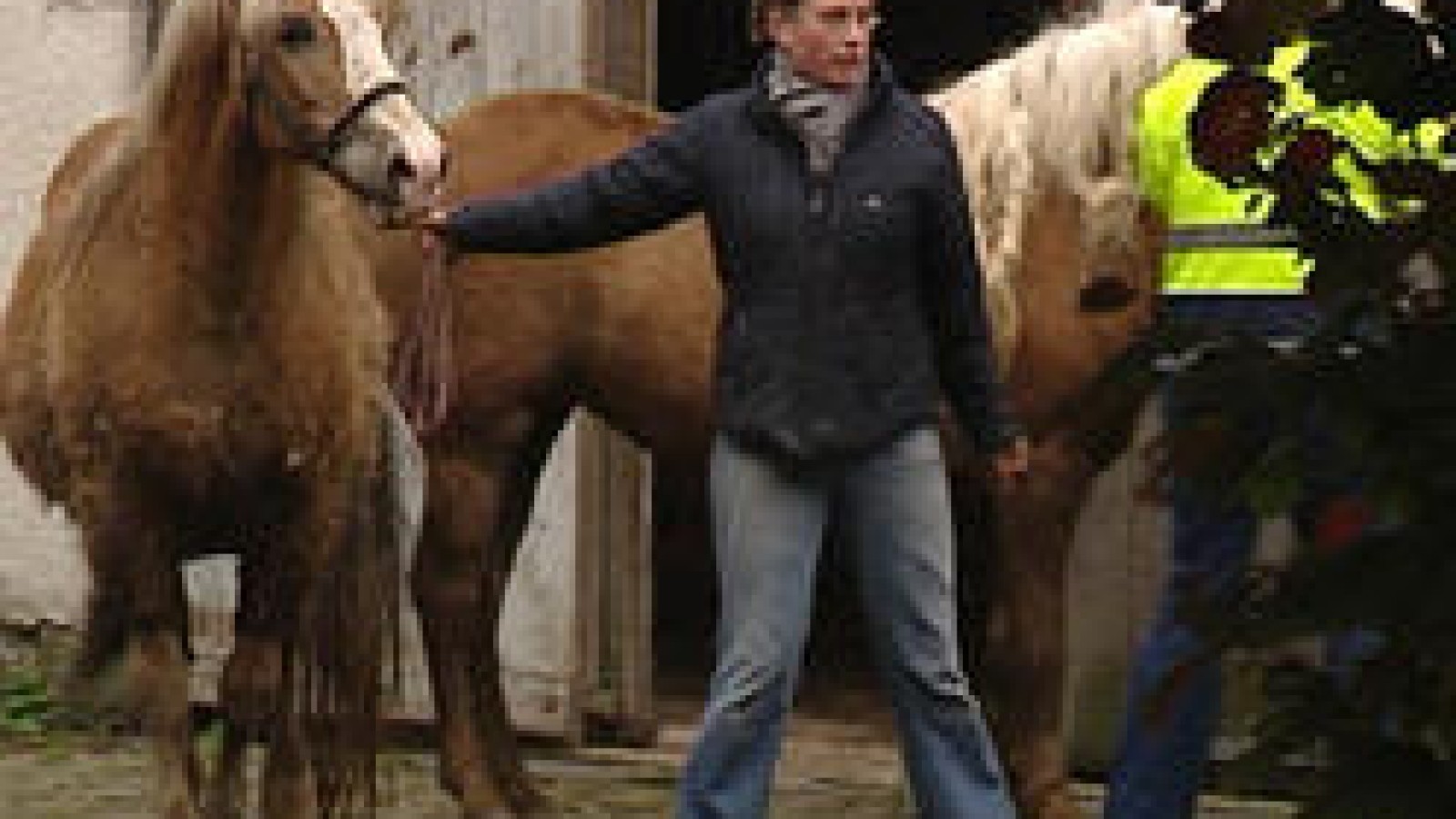 Pferde-standen-bis-zum-Bauch-in-der-G-lle