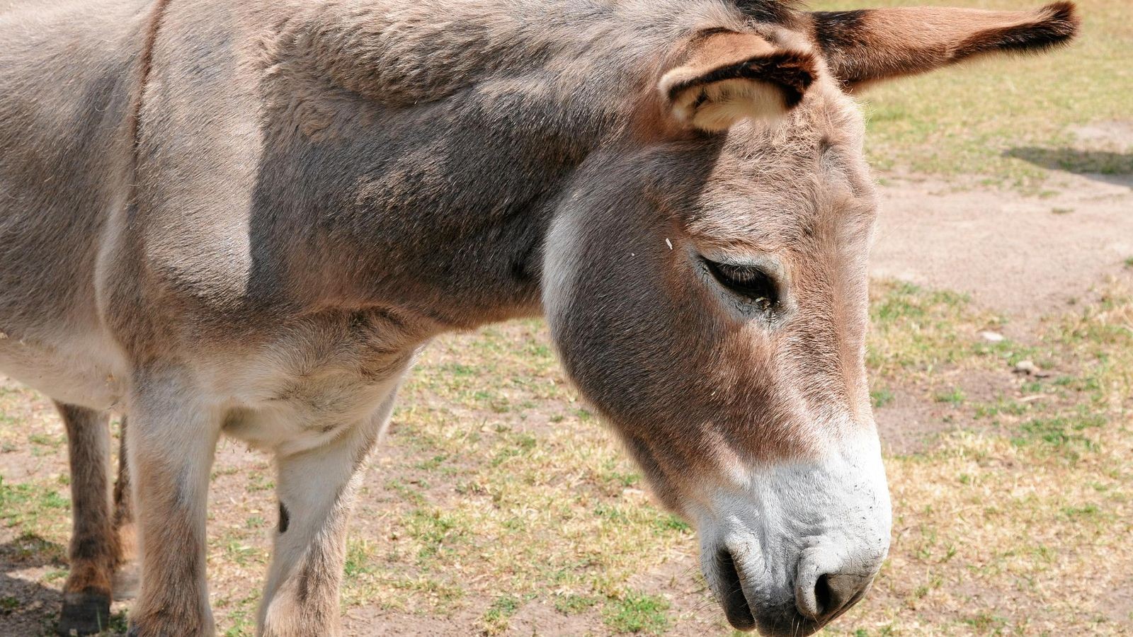 Ausgeb-xter-Esel-streift-in-S-dth-ringen-durch-die-Nacht