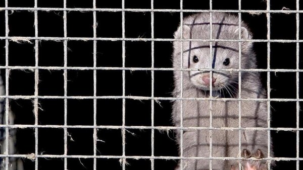 Polen beschließt Ende der Pelztierzucht – doch ein süßes Tier hat Pech
