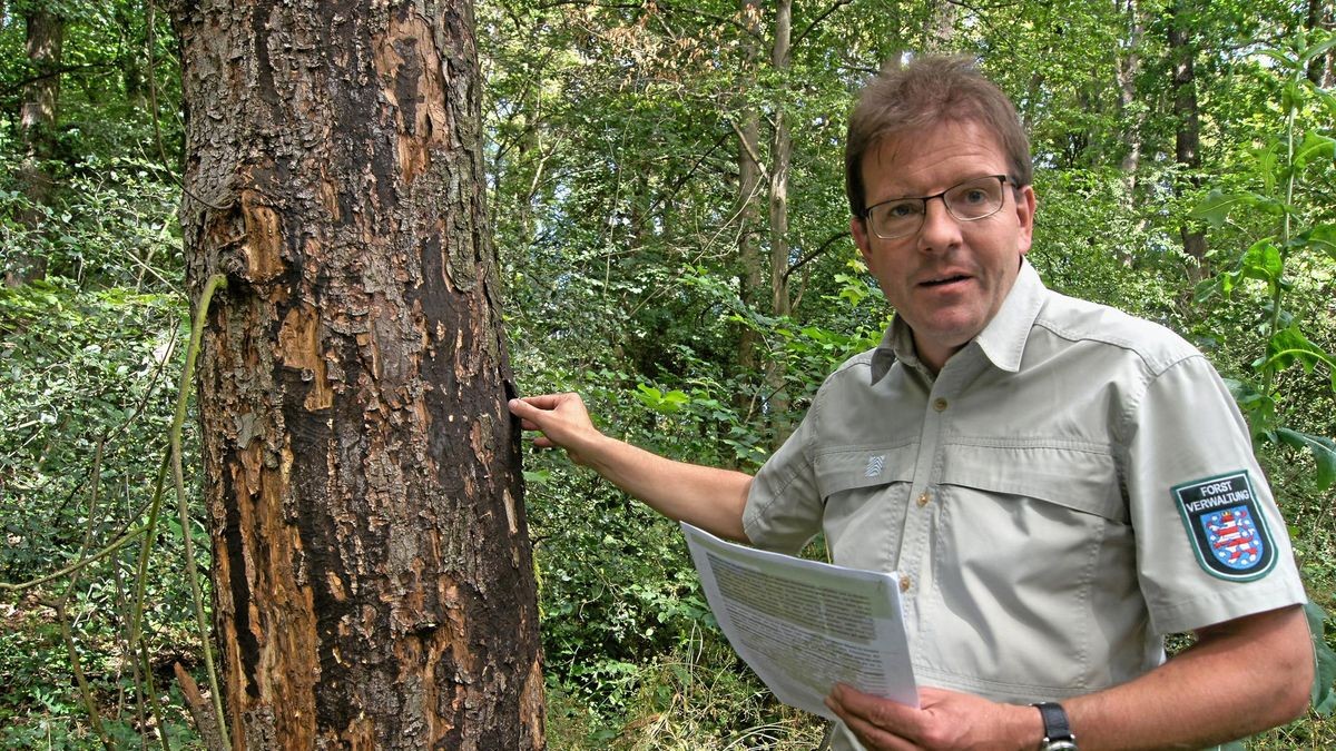 Sönke Lüth, der stellvertretende Leiter des Forstamtes Bad Berka, zeigt an einem Bergahorn im Sprötauer Wald die dunklen Sporen unter der Rinde. Sie sind ein Zeichen der Rußrindenkrankheit.