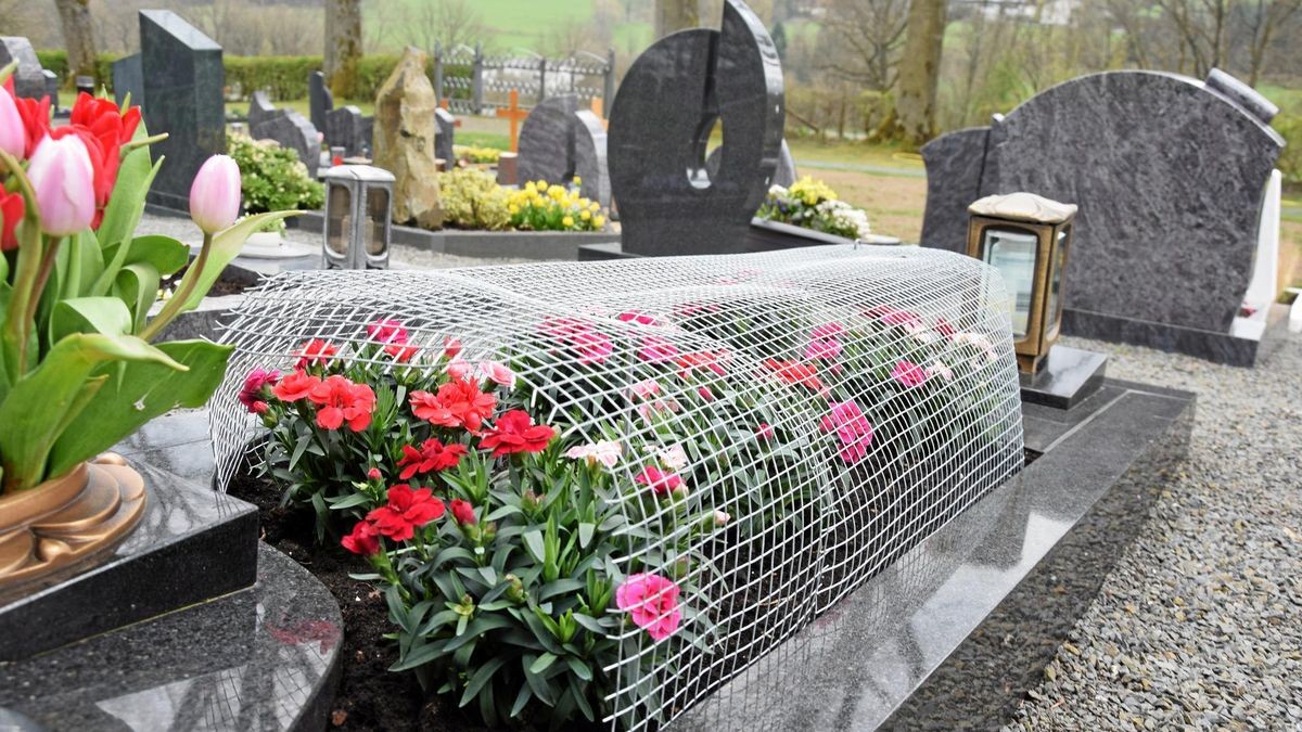 Mitunter helfen nur noch handfeste Maßnahmen, um die Blümchen zu schützen, wie hier in Hillmicke.