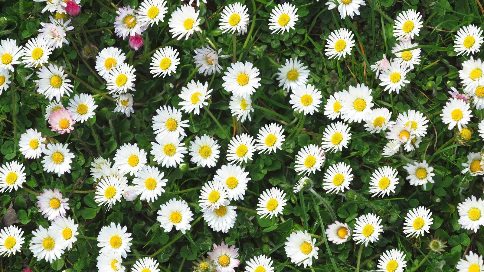 Nickel-aus-G-nsebl-mchen-Start-up-erntet-Metalle-f-r-E-Autos-vom-Feld