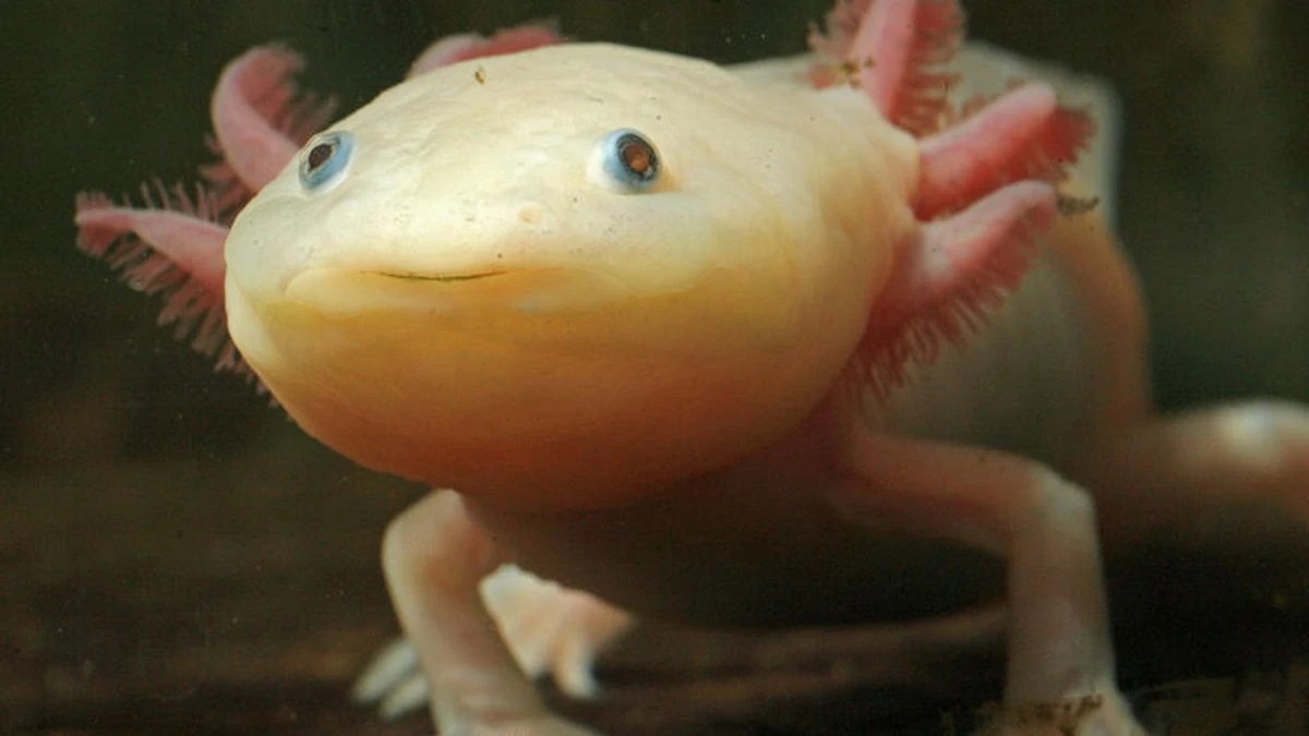 Axolotl-Lurch gegen MRSA & Krebs