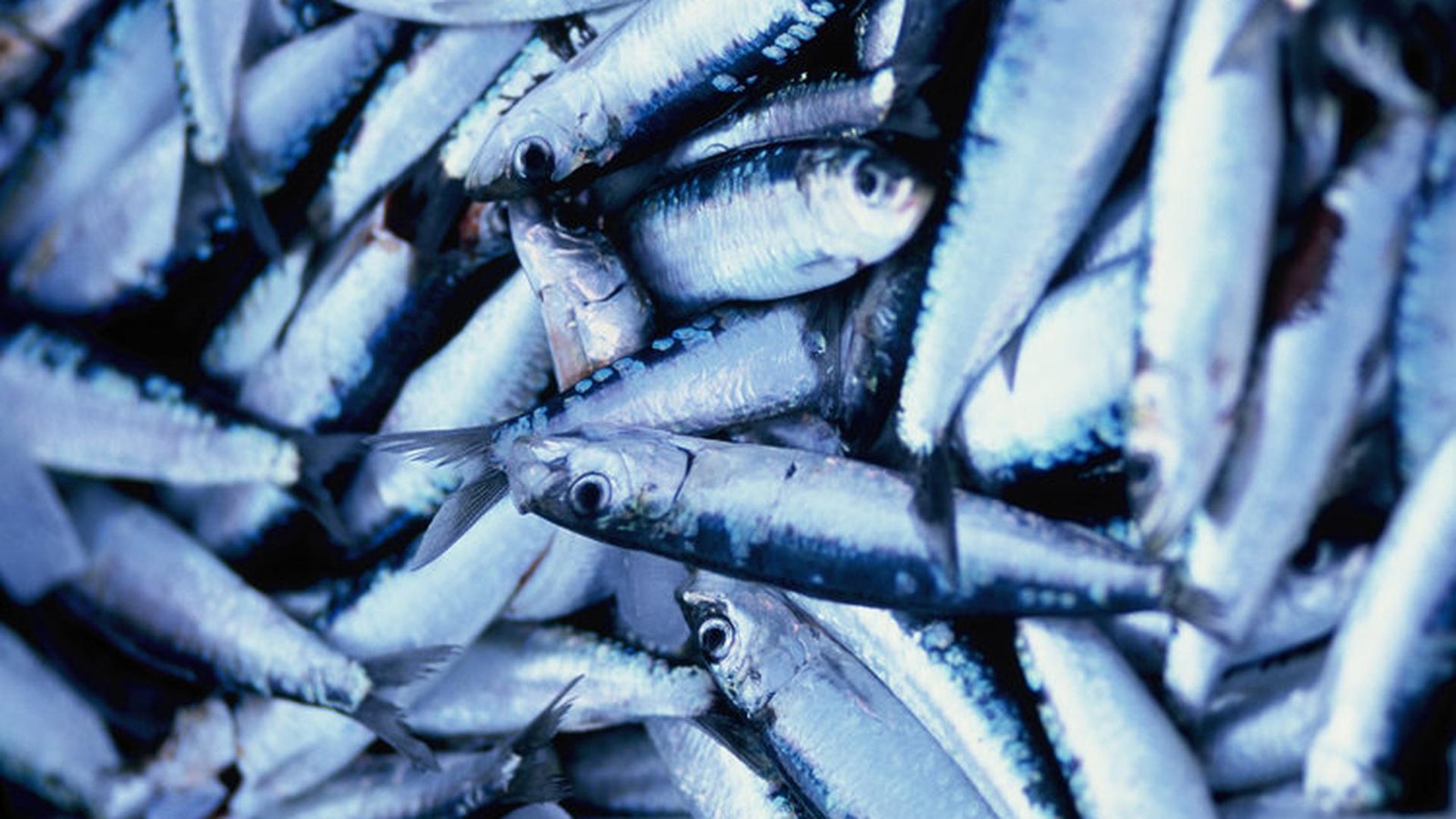 Neue-Liste-Diese-14-Fische-d-rfen-Weihnachten-ohne-Bedenken-auf-den-Tisch