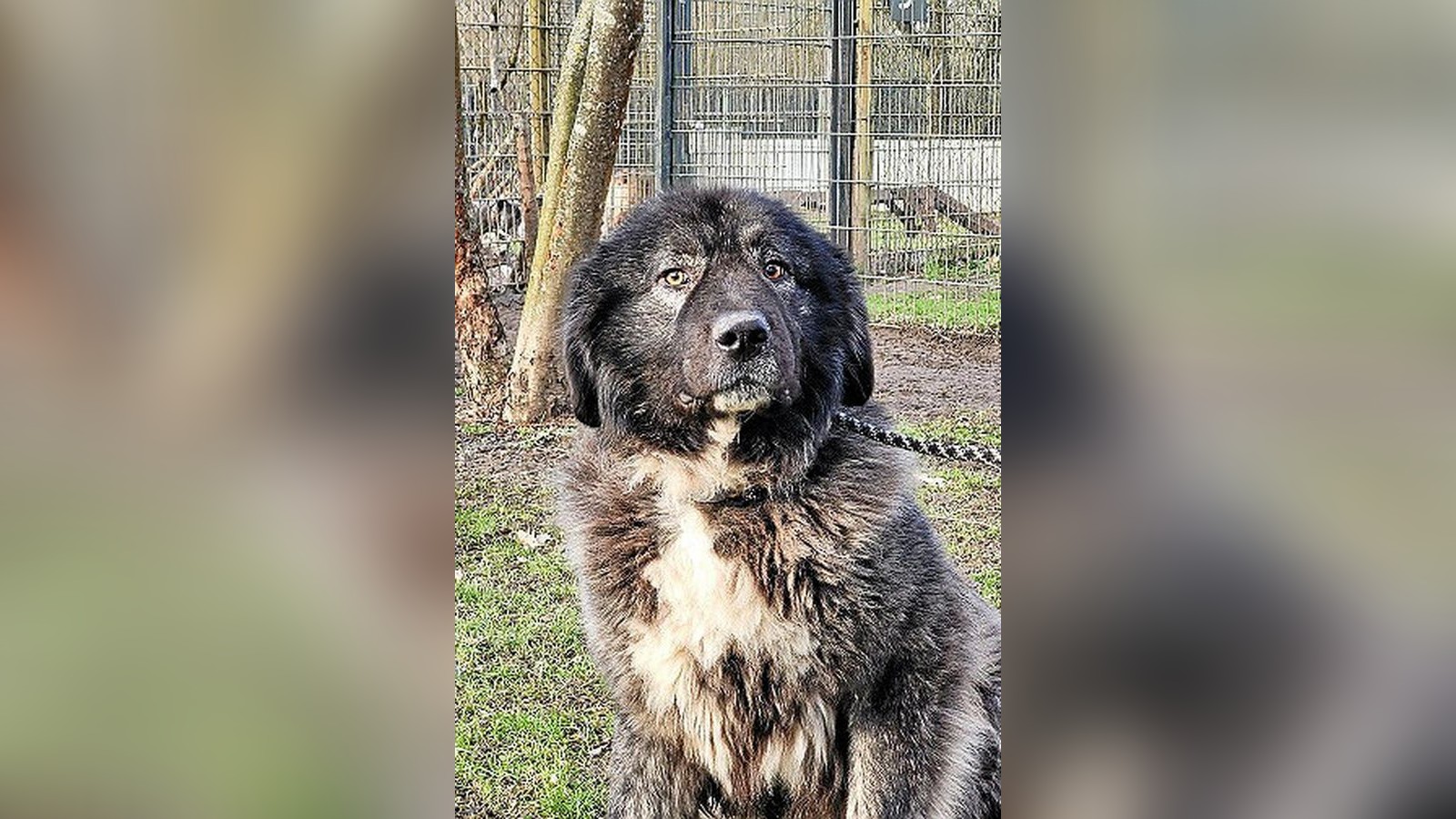 Entlaufener-Sch-ferhund-verursacht-in-Erfurt-heftigen-Verkehrsunfall