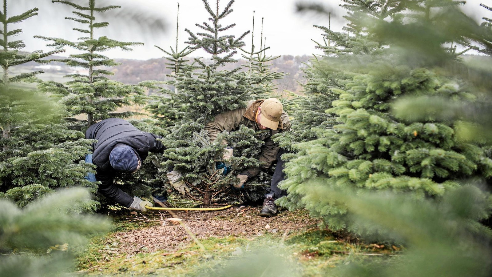 Weihnachtsbaum-in-D-sseldorf-selbst-schlagen-Wo-es-geht-und-was-Tannen-kosten