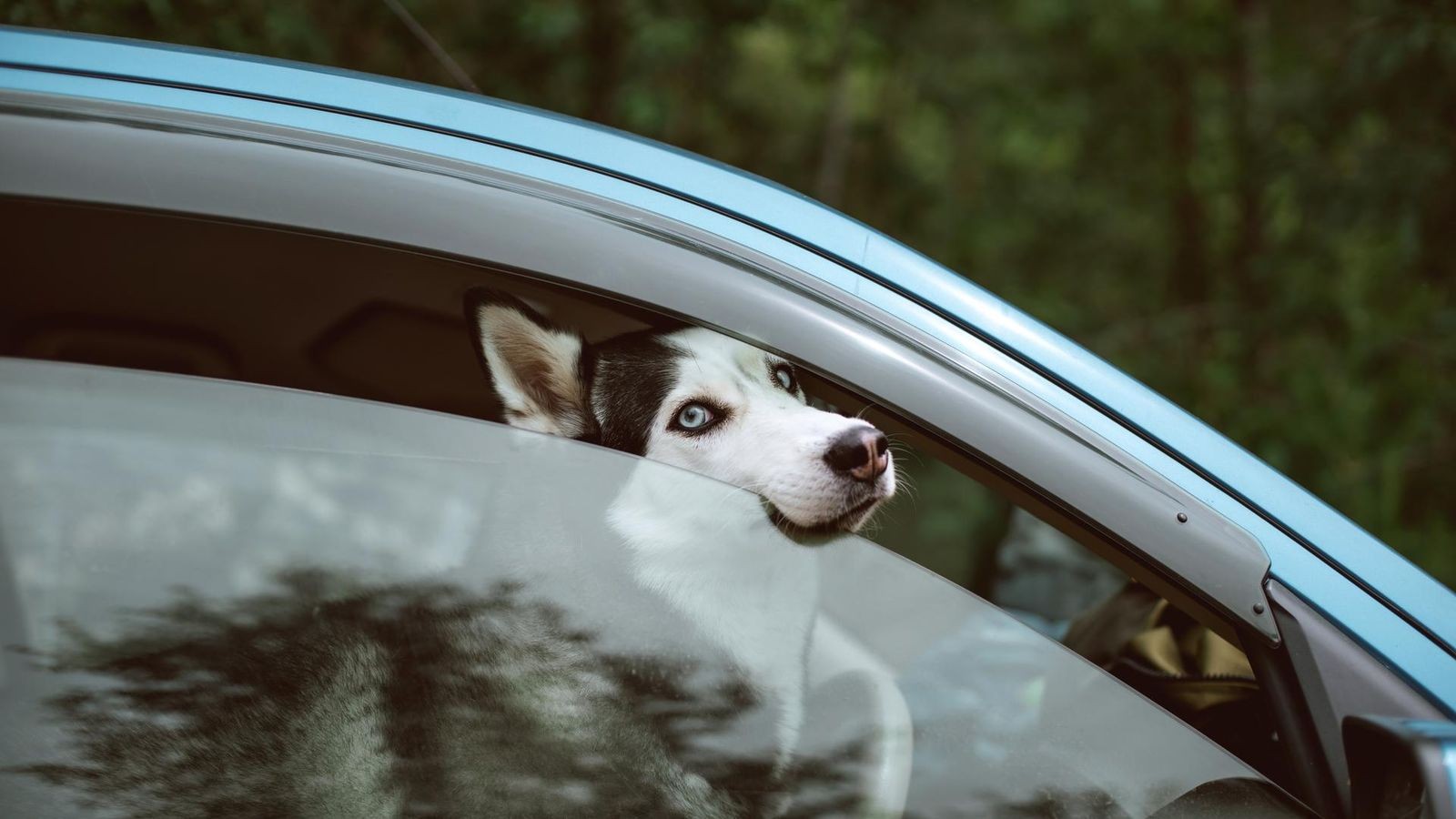 Hund-im-hei-en-Auto-Jurist-erkl-rt-wann-Eingreifen-legal-ist