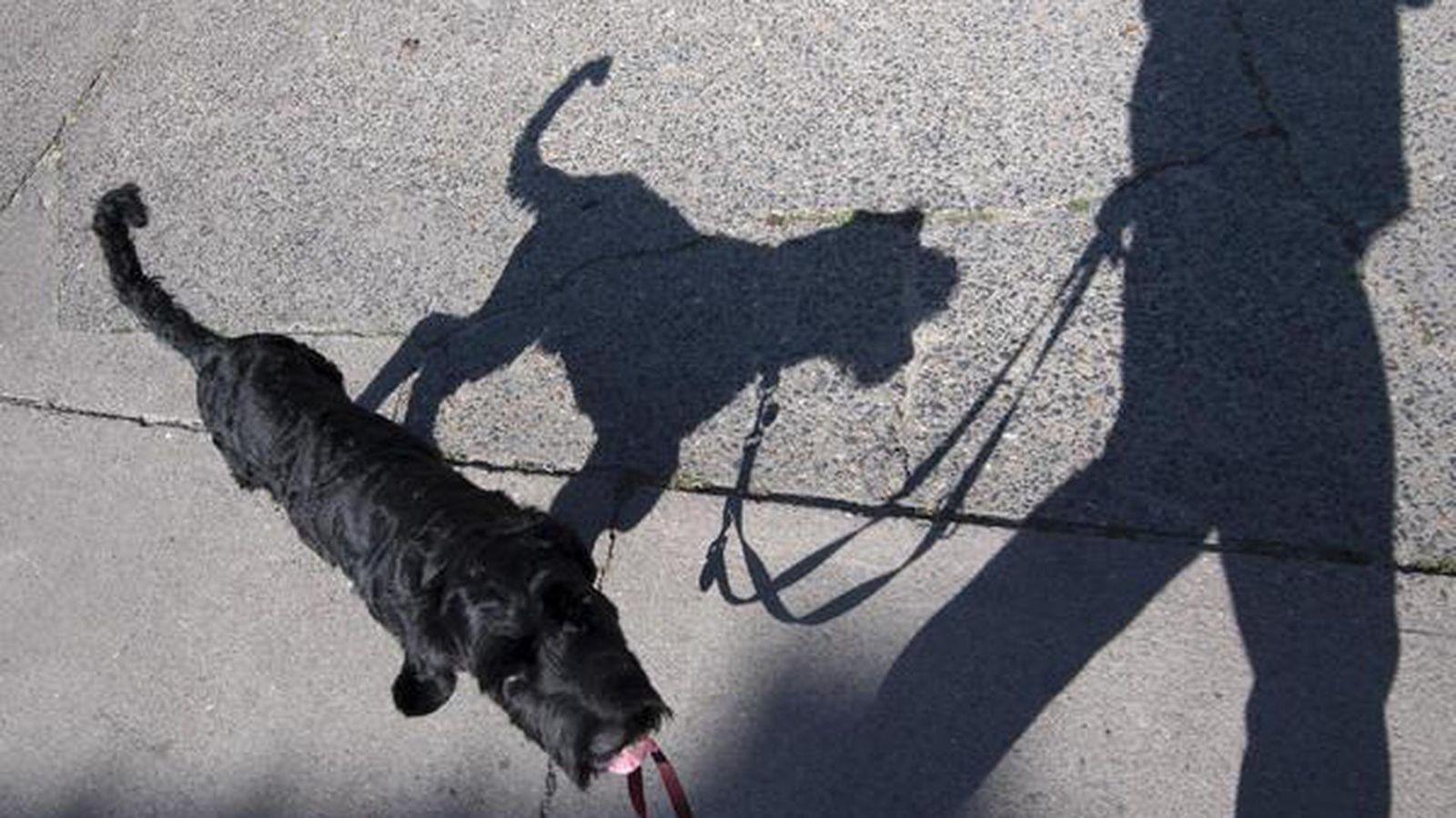Mann-will-Hund-streicheln-dann-gibt-es-eine-Massenschl-gerei