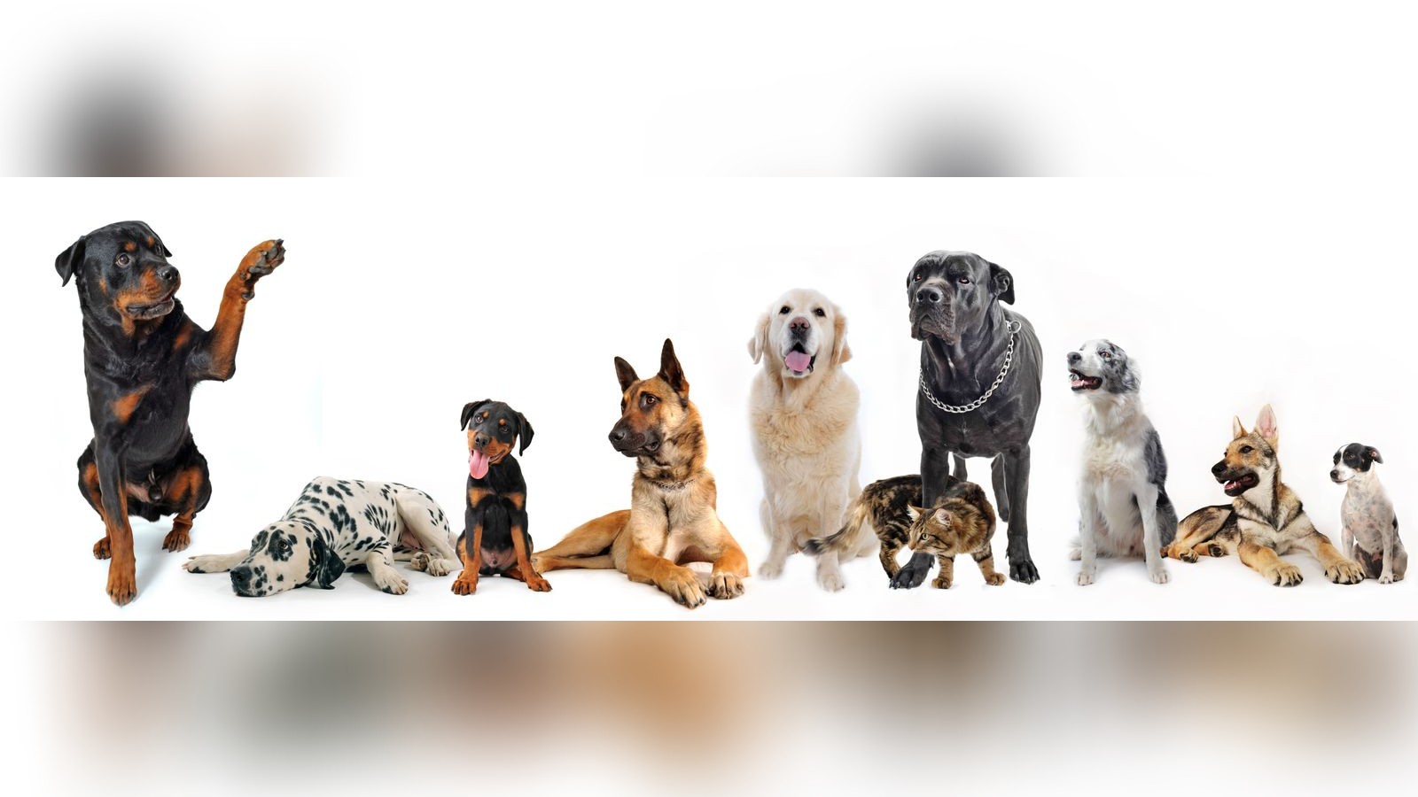 Untersuchung-verr-t-Diese-Hunde-punkten-beim-Lernen-trotz-kleinerem-Gehirn