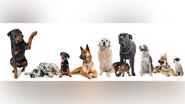 Untersuchung verrät: Diese Hunde punkten beim Lernen – trotz kleinerem Gehirn