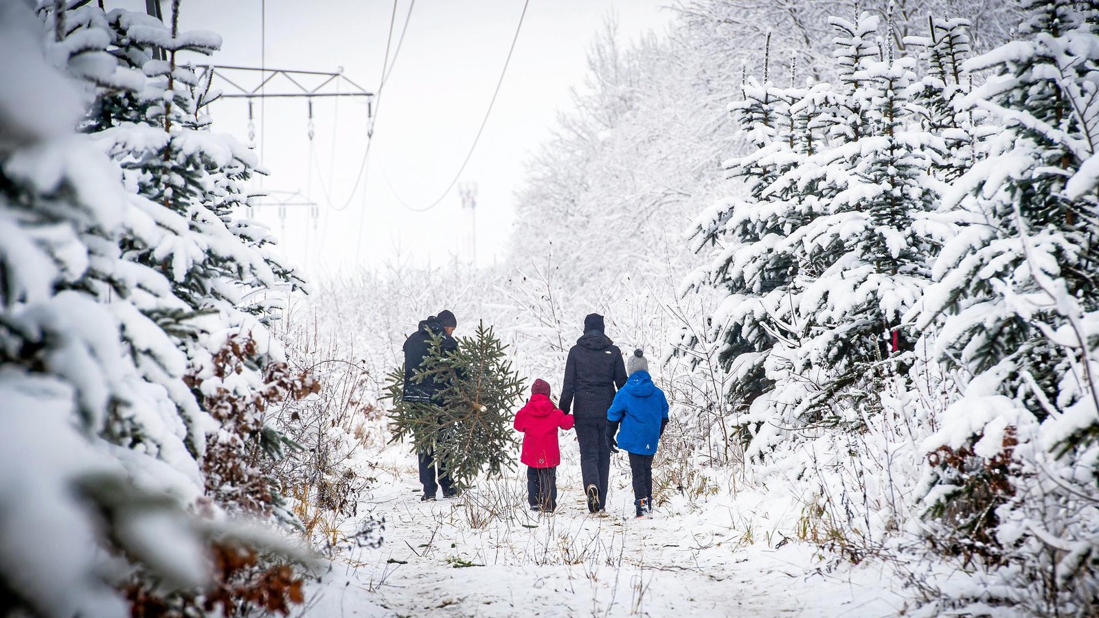 Hier-gibt-es-in-Th-ringen-Weihnachtsb-ume-zum-Selberschlagen-oder-frisch-aus-dem-Revier